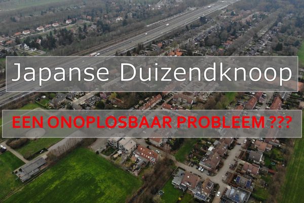 Duizendknoop-01 Duizendknoop-01