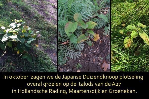 Duizendknoop-02 Duizendknoop-02