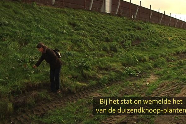 Duizendknoop-04 Duizendknoop-04