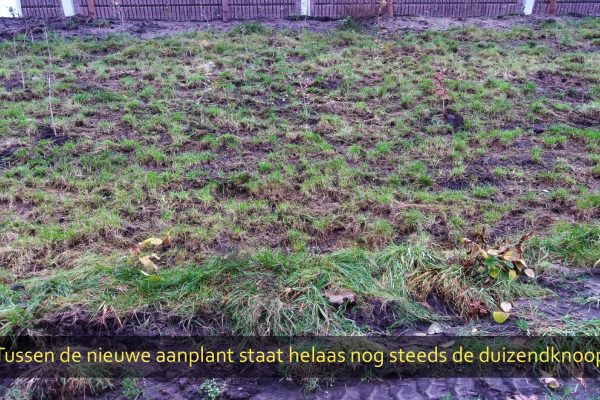 Duizendknoop-06 Duizendknoop-06