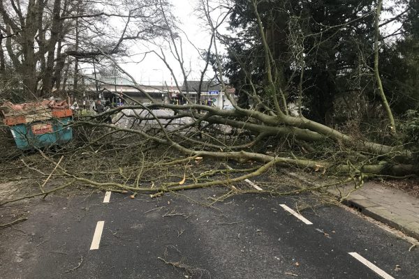 Boom Vuursche Dreef overleeft storm niet