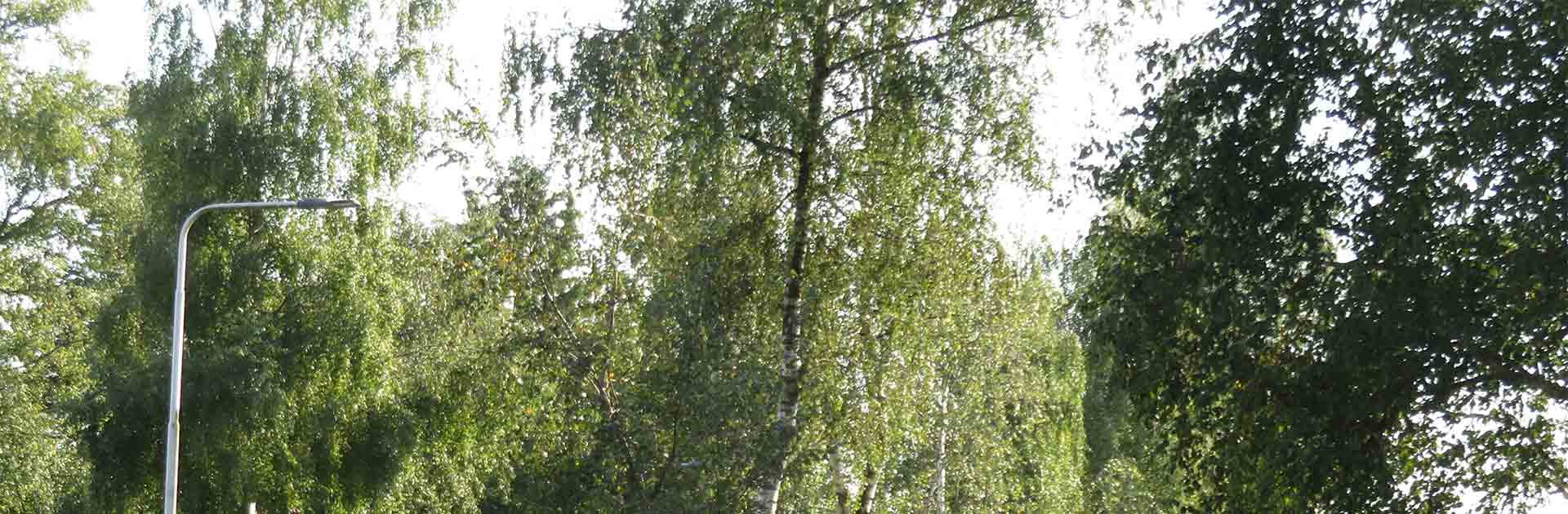 Bomenkap langs de Tolakkerweg stopgezet