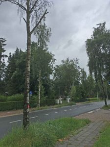 Tolakkerweg: bomen worden geveld