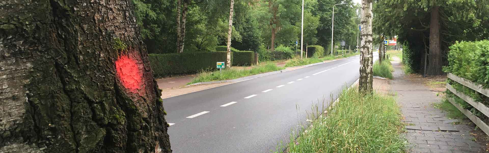 Vellen verkeersonveilige bomen Tolakkerweg