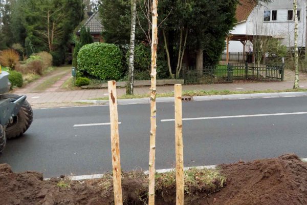 220124_Tolakkerweg_berken_0019